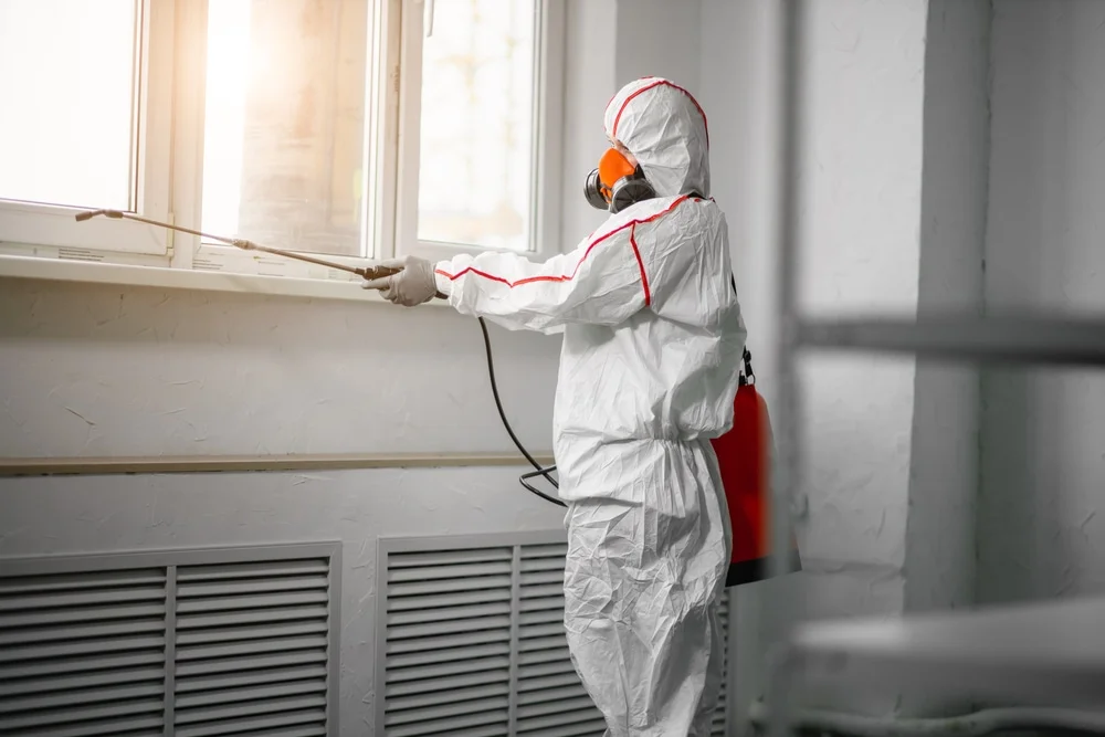 Professional mold remediation services in San Clemente, CA